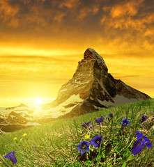 Schöner Berg Matterhorn im Vordergrund blühender Enzian bei Sonnenuntergang, Walliser Alpen, Schweiz
