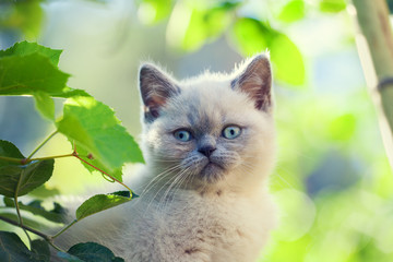 Portrait of little kitten walking in the garden