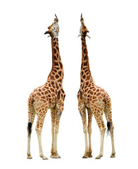 Naklejka premium Giraffes isolated on white background