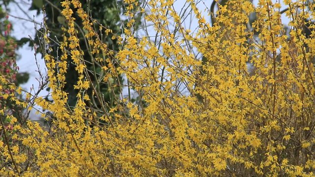 yellow flower forsythia in full bloom, spring
