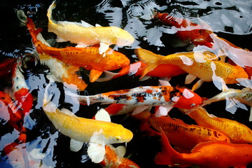 various color koi fish swimming in pool © afterman