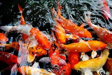 various color koi fish swimming in pool © afterman