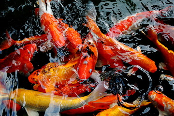 various color koi fish swimming in pool © afterman
