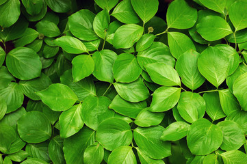 Obraz na płótnie Canvas green leaves background