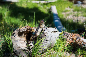 Chipmunk at Grand Teton National Park, USA