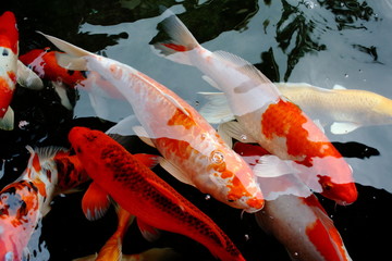 various color koi fish swimming in pool