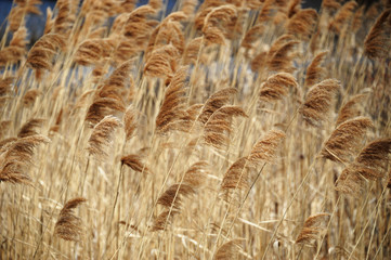 reed in autumn
