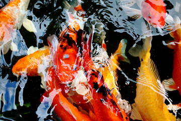 various color koi fish swimming in pool © afterman