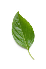 basil leaf