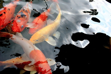 various color koi fish swimming in pool © afterman