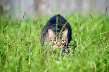 Fototapeta premium Stalking Cat