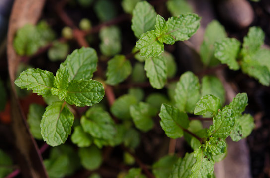  mint leaf food garden