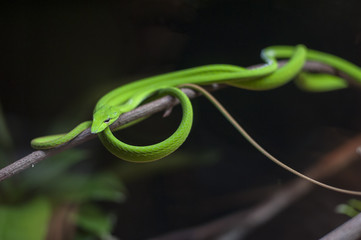 Fototapeta premium Oriental Whip Snake in the dark