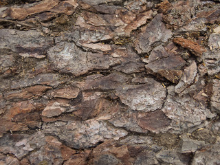 Texture of bark of an old tree.