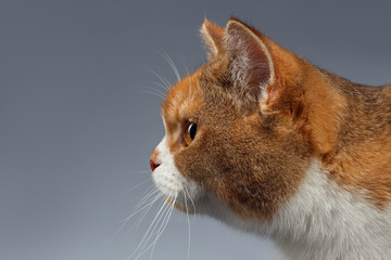 Closeup Red British Cat in Profile view on Gray