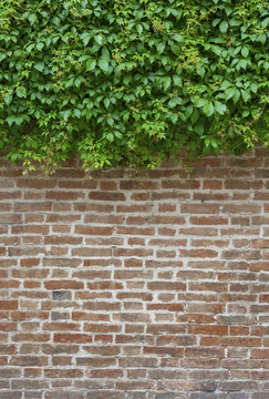 ivy and brick wall