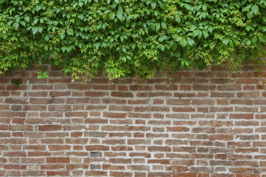 ivy and brick wall