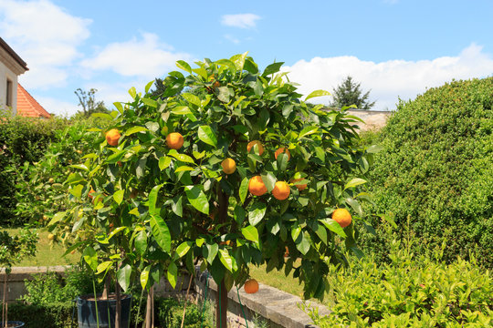 Orange tree at Baroque garden Großsedlitz in Heidenau, Saxony