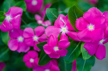 Cape Periwinkle flowers background