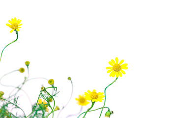 selective focus of small pretty yellow daisy with copy space whi