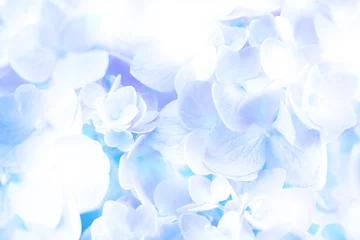 Rolgordijnen Hydrangea zoete zachte blauwe hortensia bloemen op achtergrond