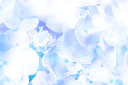 Fototapeta sweet soft  blue hydrangea flowers on background