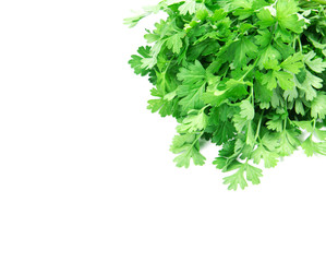 Fresh Green parsley on  white background with copy space