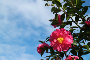 Japanese camellia flowers in the blue sky