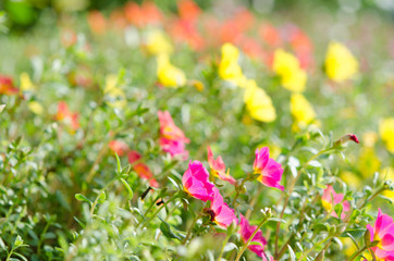 Portulaca grandiflora flowers with many colors