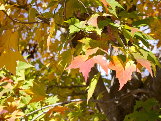 紅葉（黄葉）中の葉