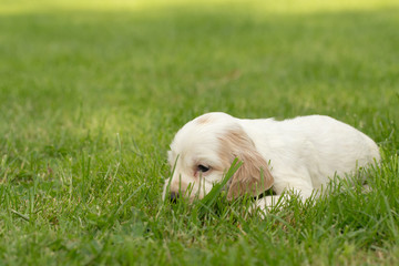 Looking English Cocker Spaniel puppy