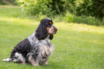 outdoor portrait of english cocker spaniel