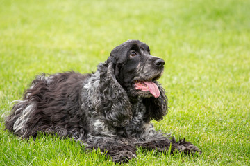 Fototapeta premium outdoor portrait of english cocker spaniel