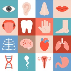 Fototapeta premium Vector organ icons set, flat design