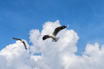 several seagulls flying in a cloudy sky
