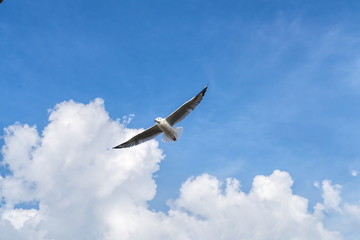 Seagull flying on blue sky