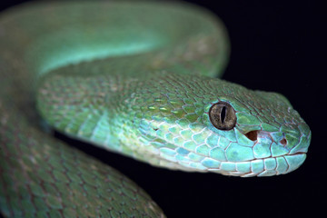 Fototapeta premium White-lipped island pitviper (Trimeresurus albolabris insularis)