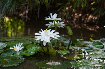 white lotus blossoms or water lily flowers blooming on pond