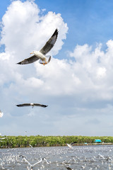 several seagulls flying in a cloudy sky