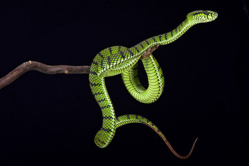 Sumatra pit viper (Parias sumatranus)