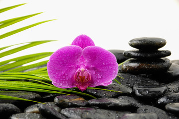 Spa Background with palm and wet stones with pink orchid 	