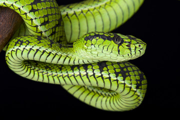 Sumatra pit viper (Parias sumatranus)