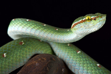 Wagler's tree viper (Tropidolaemus wagleri) male