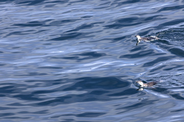 Two chinstrap pinguins swimming in the Antarctic waters