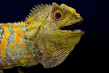 Fototapeta premium Javan Humphead Lizard (Gonocephalus chamaeleontinus)