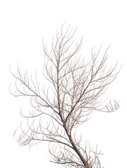 Tree is not leaves anf branch of dead tree on white background