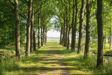Path with tall trees on both sides