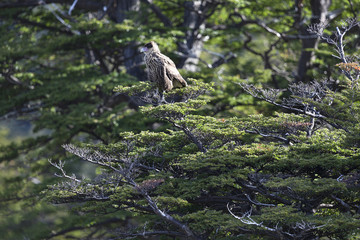 Southern Crested Caracara