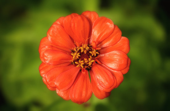 Beautiful orange flower of Zinnia in summer garden