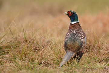 Ringneck Pheasant (Phasianus colchicus)